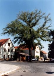 Flatterulme in Altübigau Flatterulme in Altübigau