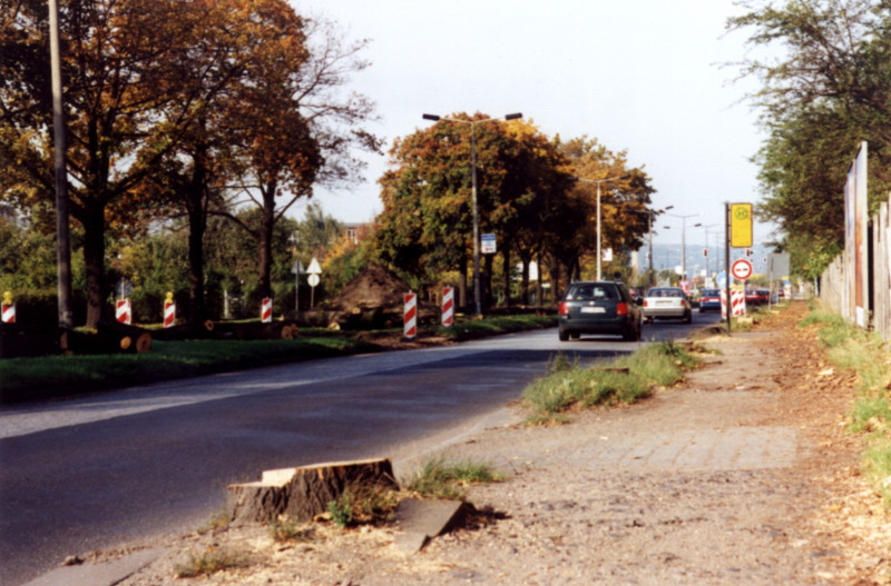 Baumfällung Washingtonstraße (Foto: F. Philipp)