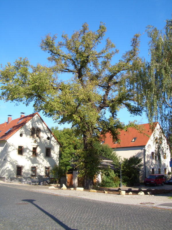 Flatterulme in Altübigau (Foto: F. Philipp, 2006)