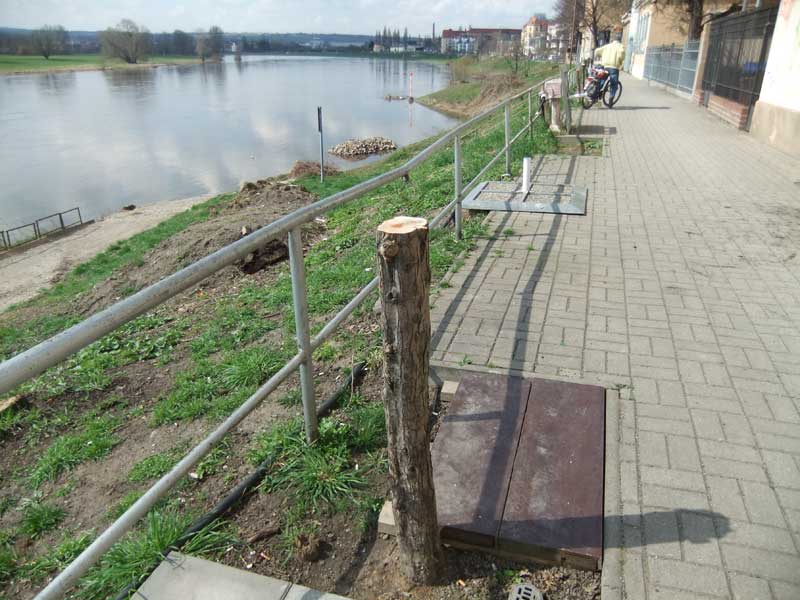 Baumopfer für Hochwasserschutz