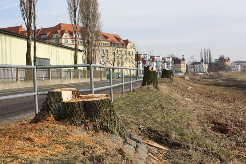 Der komplette alte Baumbestand wurde gefällt ...