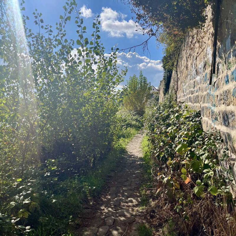 Elbpfad nahe der Lindenschänke (Foto: F. Philipp, 13.10.2025)